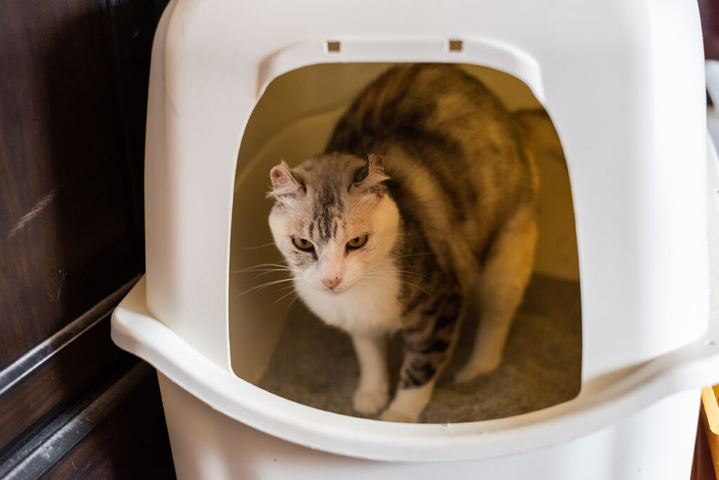 Gatto che fa i suoi bisogni nella lettiera