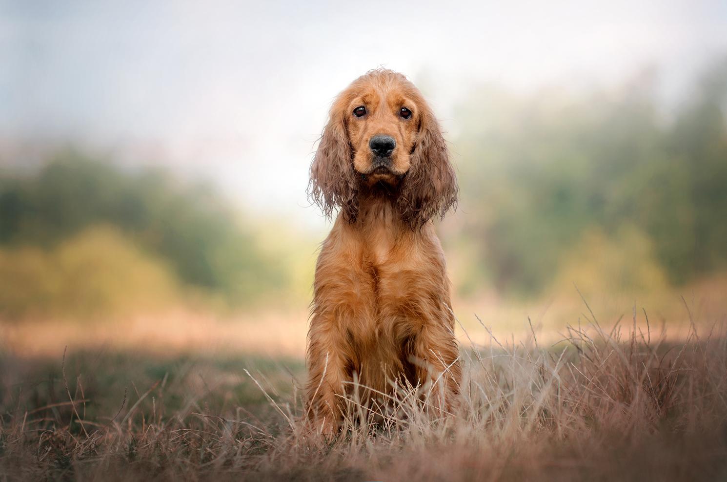 Cocker Spaniel inglese: conosciamolo un po’