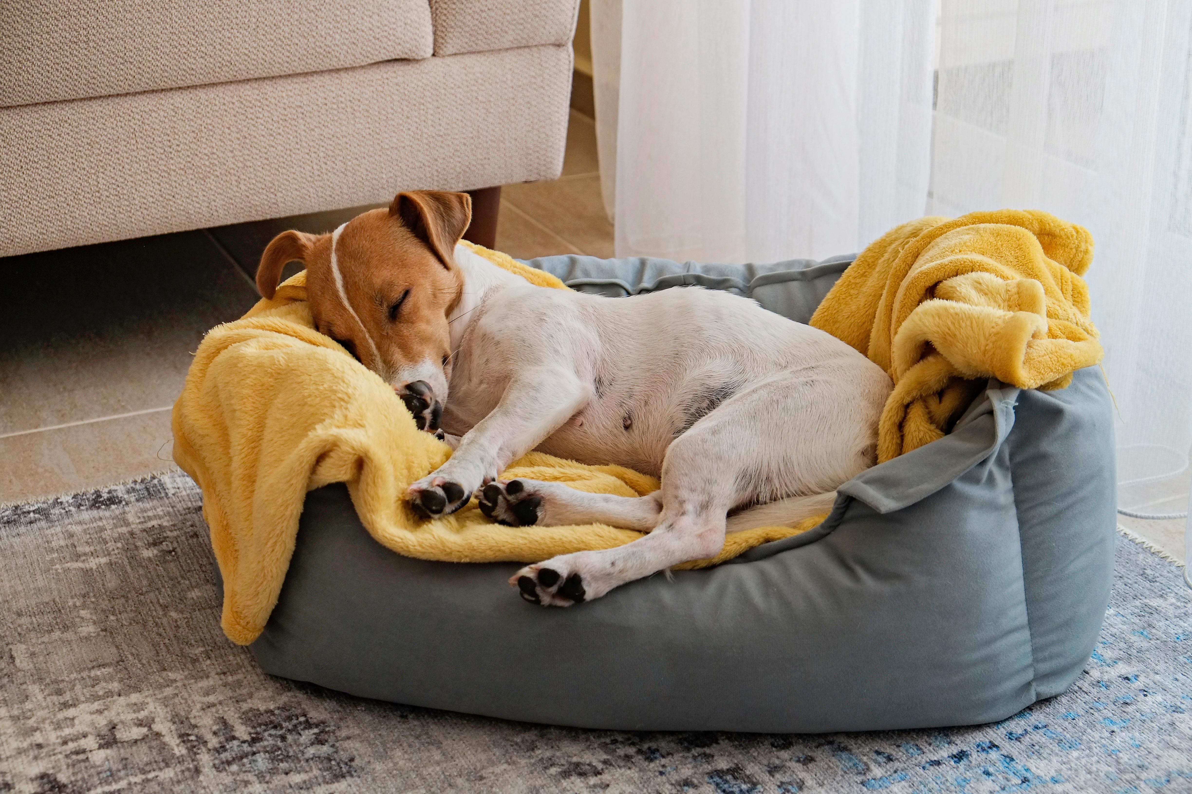 Simpatico cucciolo di Jack Russel terrier addormentato con grandi orecchie che riposa su una cuccia con coperta gialla. Piccolo e adorabile cagnolino con buffe macchie di pelo sdraiato sul lettino.